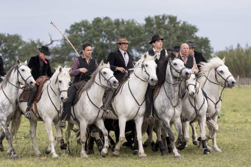 La manade Saint Louis - Manade Saint Louis - Mas de la Paix
