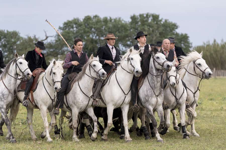 La manade Saint Louis - Manade Saint Louis - Mas de la Paix